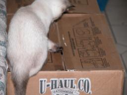 kittens - 071307 29